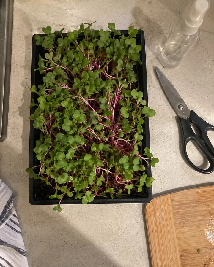 A tray of pink-stemmed radish microgreens on a kitchen counter, seen from above